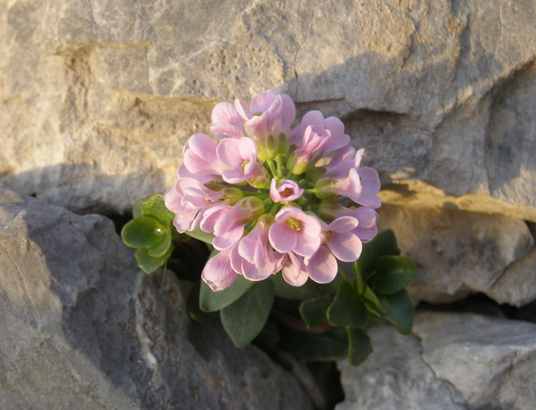 Thlaspi rotundifolium